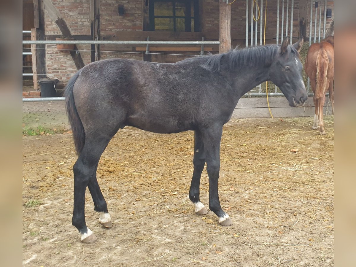 Hannoveriano Semental 2 años Tordo in Wedemark