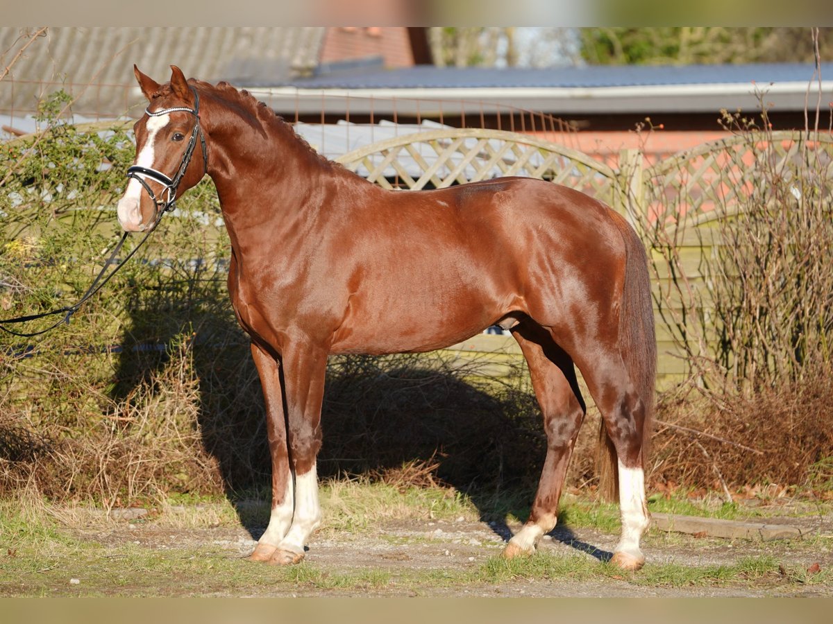 Hannoveriano Semental 3 años 164 cm Alazán-tostado in Hohenfelde