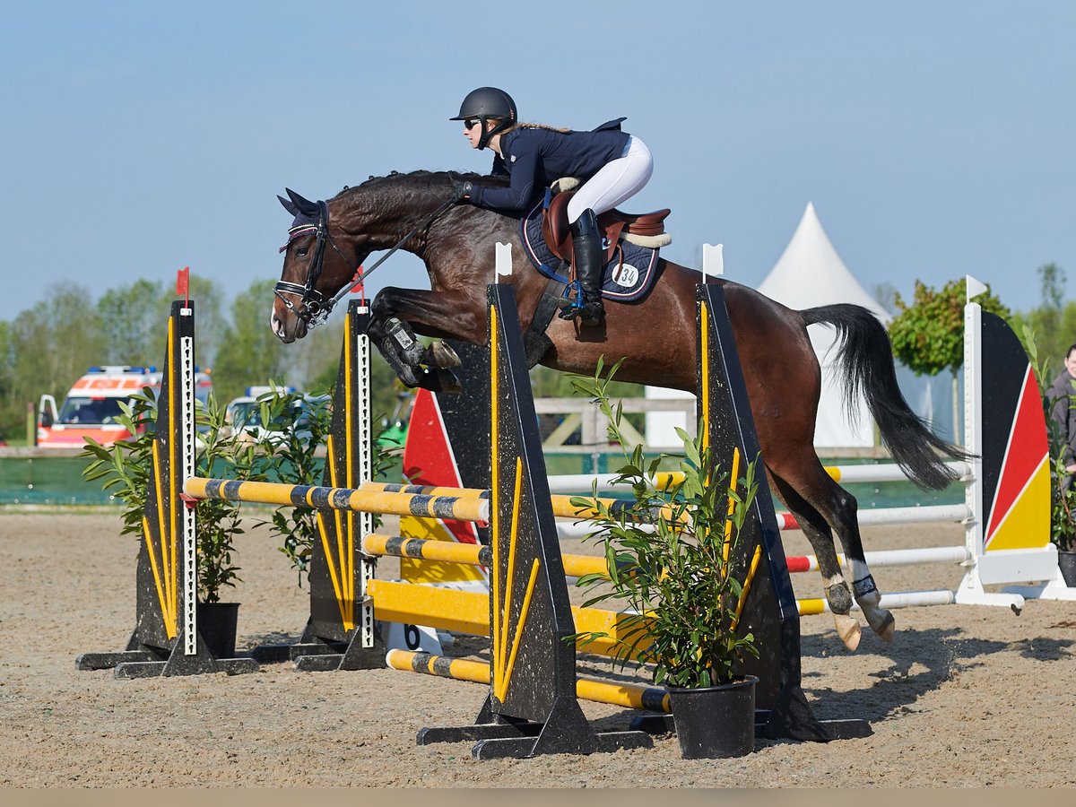 Hannoveriano Semental 3 años 165 cm Castaño oscuro in Stöckse