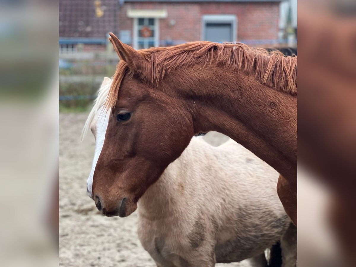Hannoveriano Semental 3 años 168 cm Alazán in Gro&#xDF;heide Berumerfehn