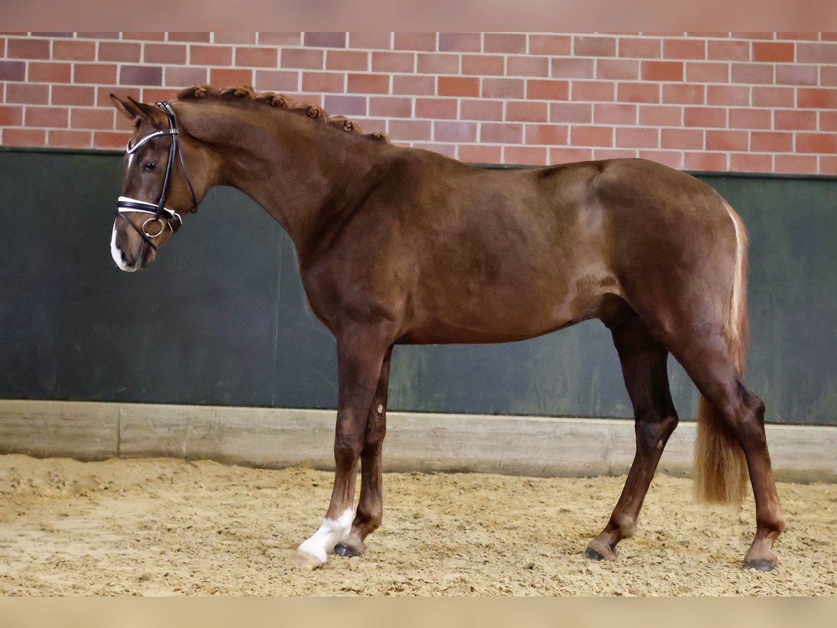 Hannoveriano Semental 3 años 169 cm Alazán-tostado in Gersten