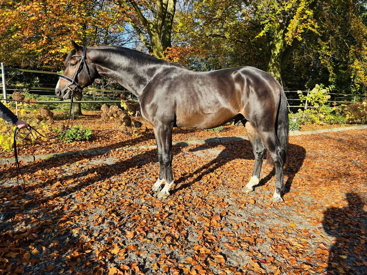 Hannoveriano Semental 3 años 169 cm Castaño oscuro in HassendorfSottrum