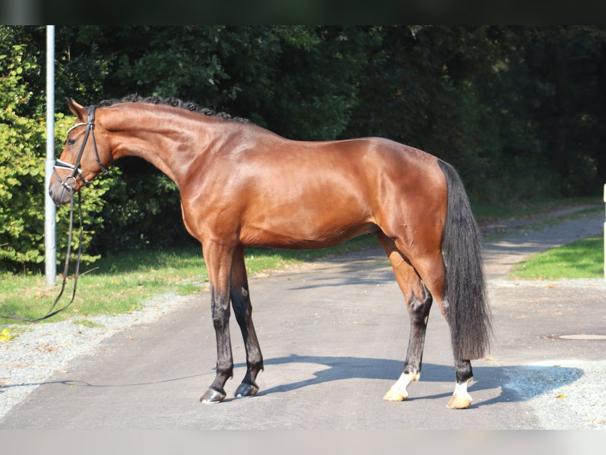 Hannoveriano Semental 3 años 170 cm Castaño in Deinstedt