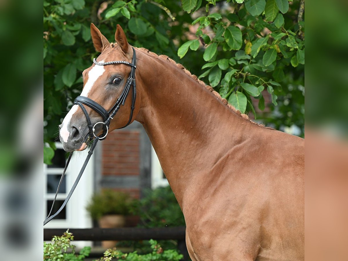 Hannoveriano Semental 3 años 171 cm Alazán in Bad Bevensen