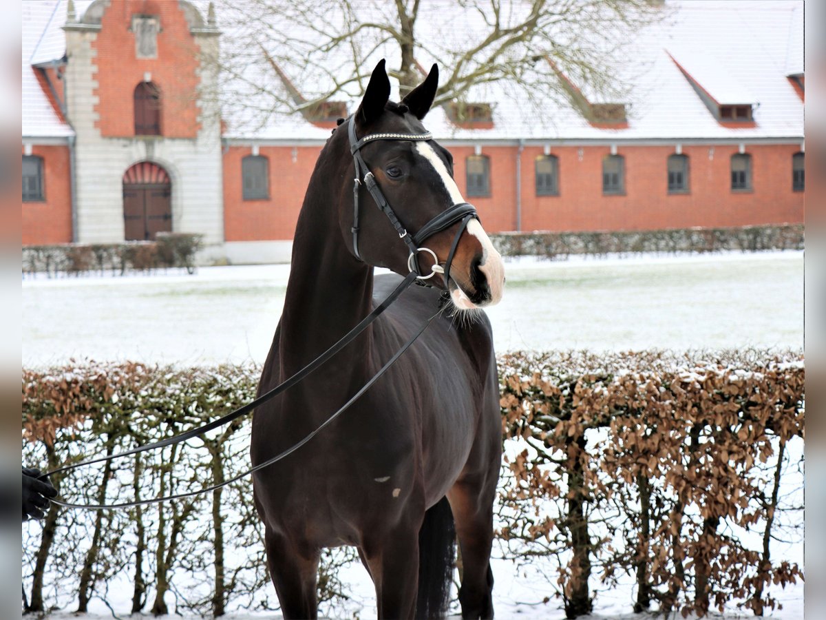 Hannoveriano Semental 3 años 172 cm Castaño oscuro in Celle