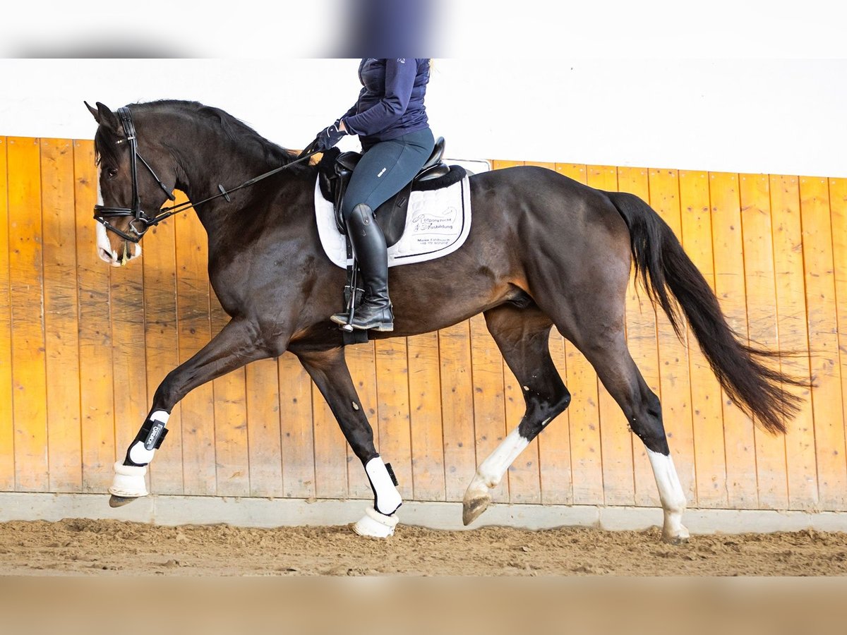 Hannoveriano Semental 3 años Castaño oscuro in Salzhemmendorf