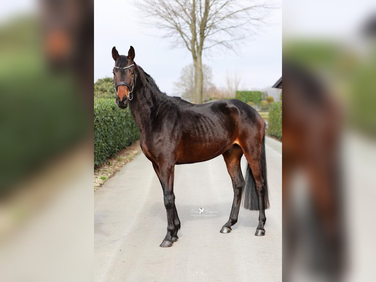 Hannoveriano Semental 4 años 165 cm Morcillo in Gro&#xDF;heide Berumerfehn