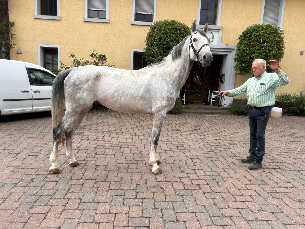 Hannoveriano Semental 5 años Tordo in H&#xFC;ddesum