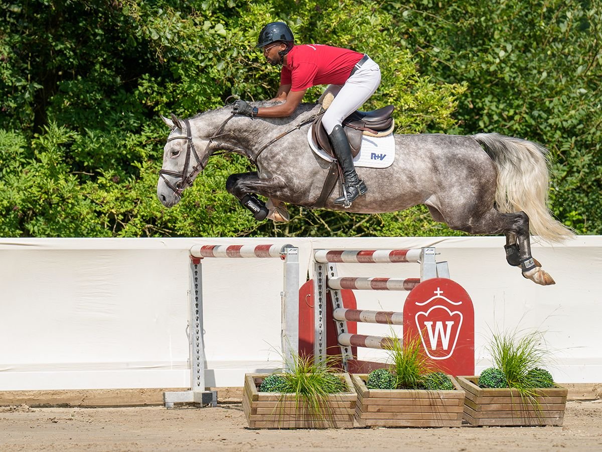 Hannoveriano Semental 6 años 165 cm Castaño oscuro in Münster