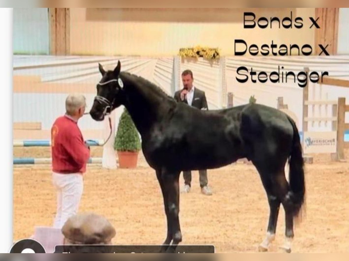 Hannoveriano Semental Negro in Stetten