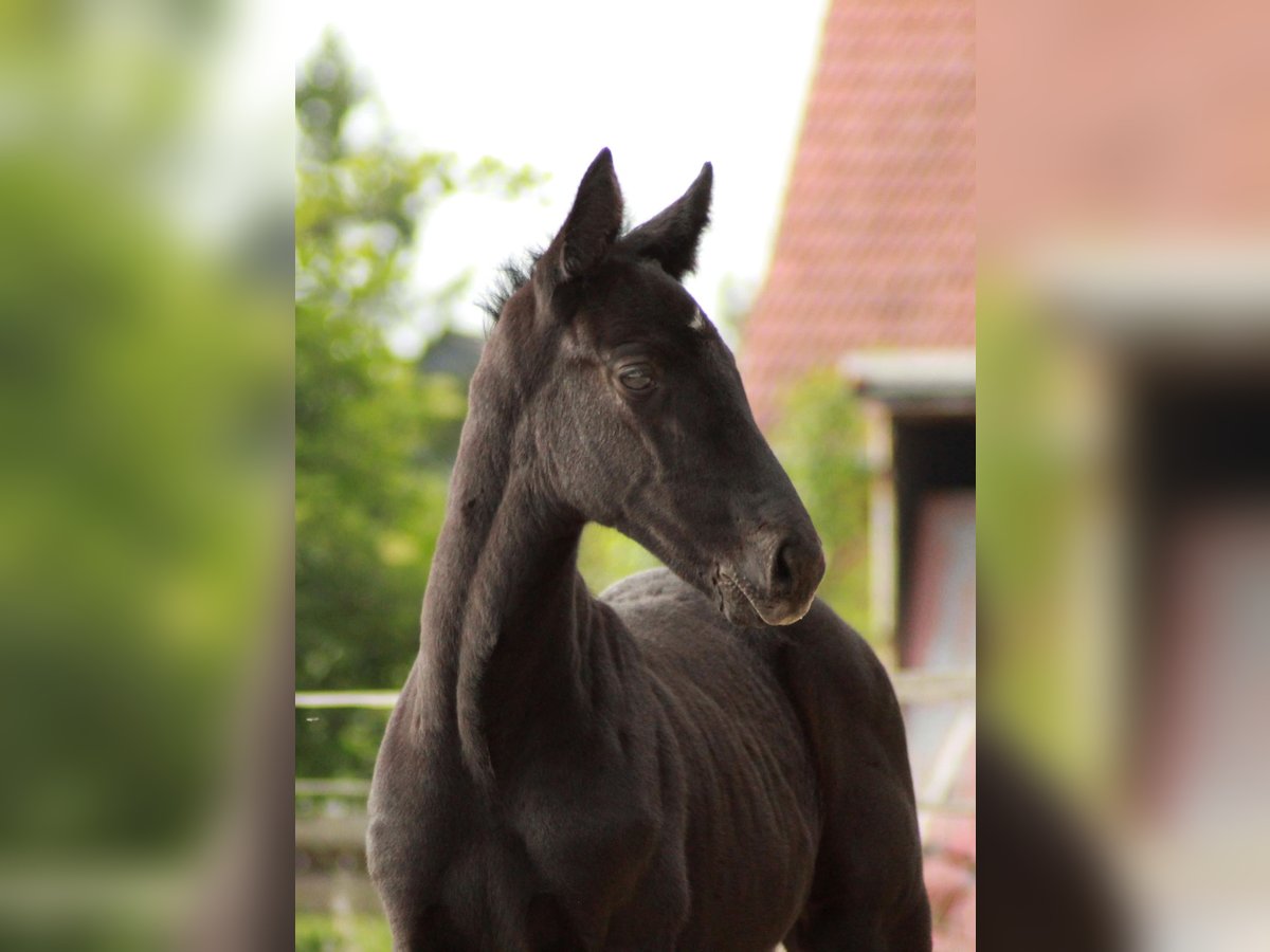 Hannoveriano Semental  118 cm Negro in Bramstedt