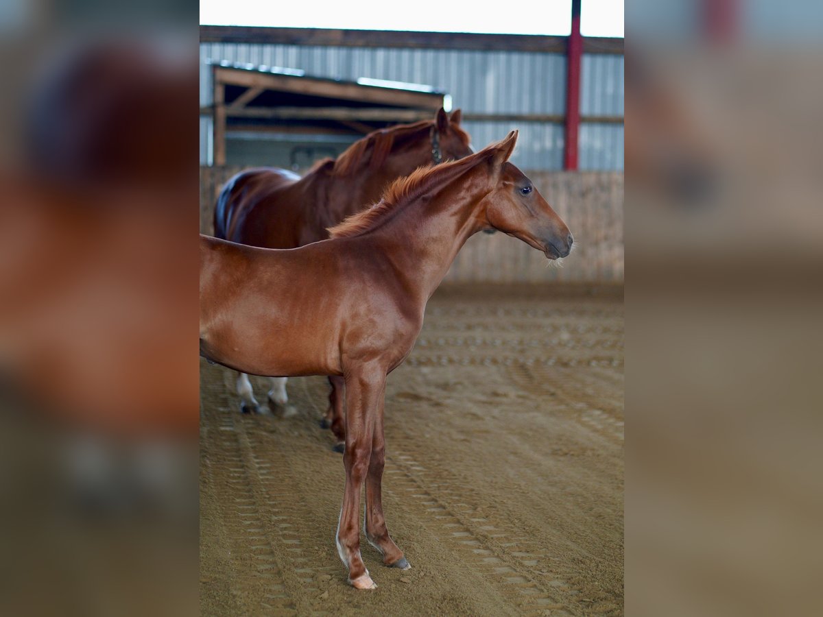 Hannoveriano Semental Potro (04/2024) 168 cm Alazán-tostado in Husum