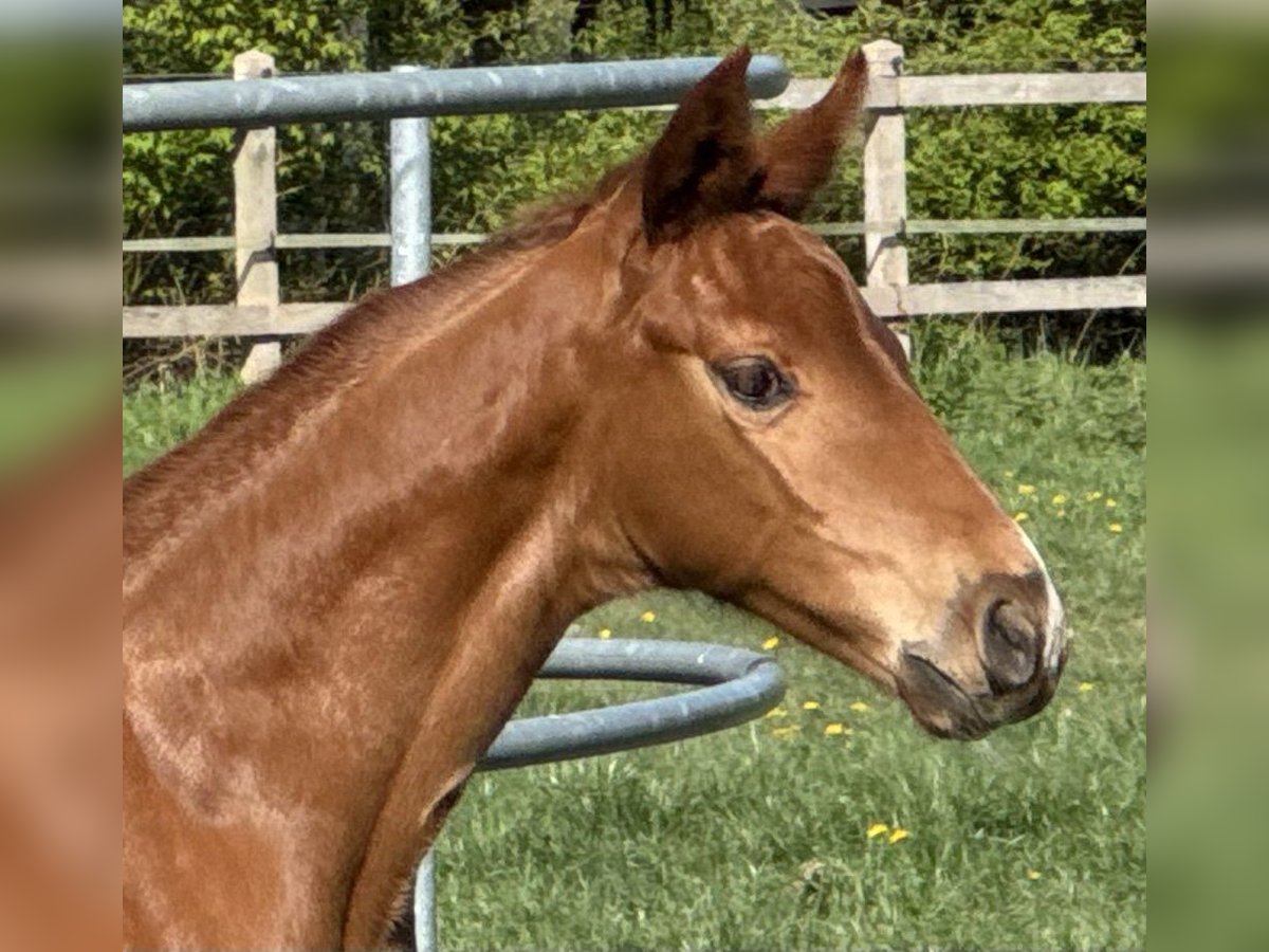 Hannoveriano Semental  170 cm Alazán in Göldenitz