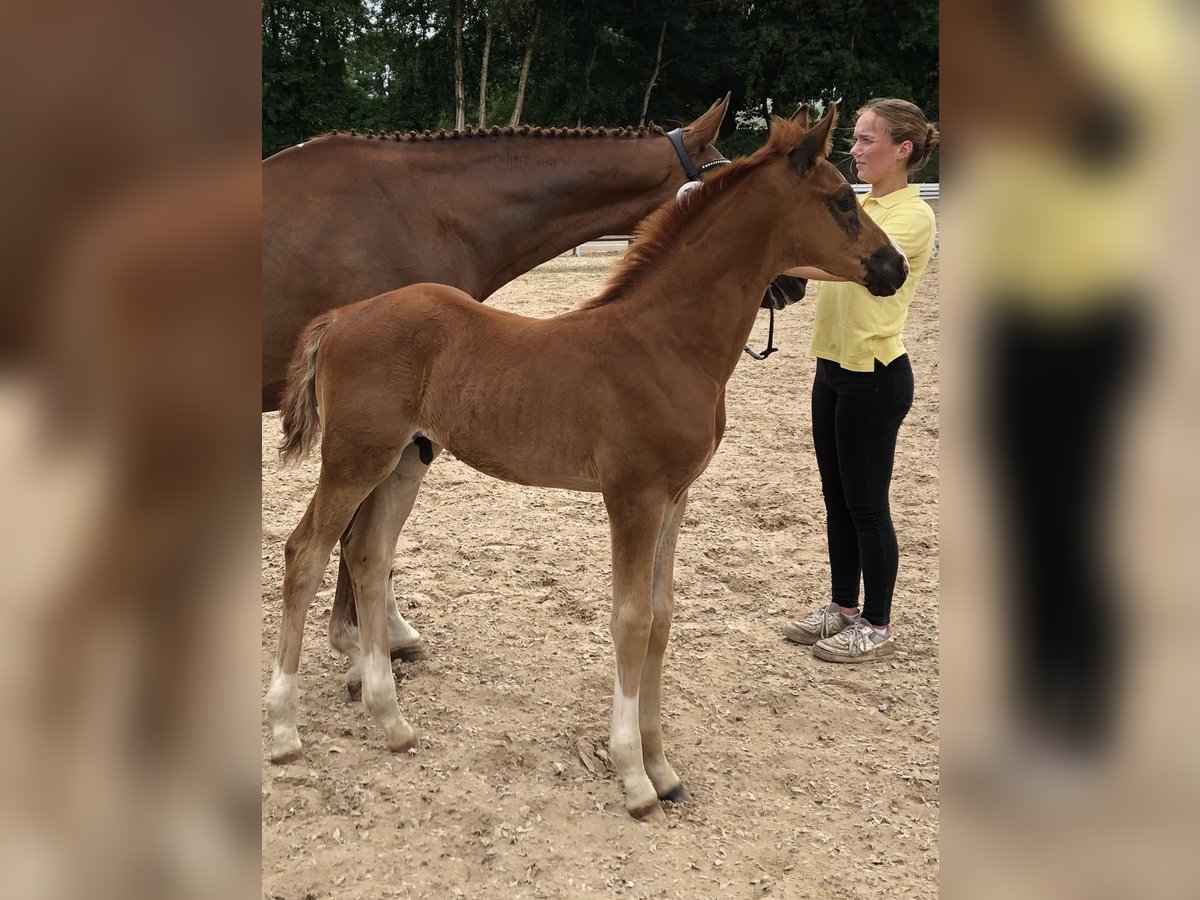 Hannoveriano Semental  170 cm Alazán-tostado in Hesel