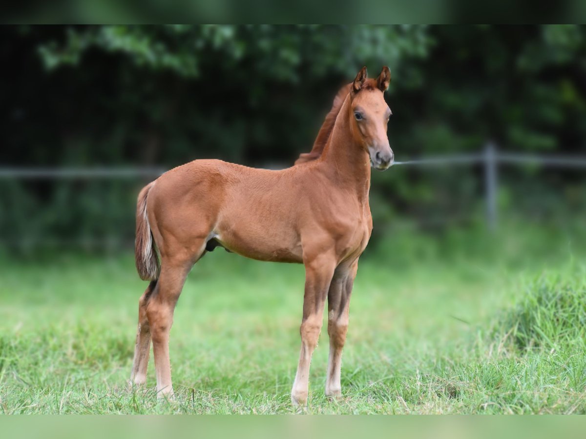 Hannoveriano Semental Potro (06/2025) 170 cm Alazán-tostado in Westerkappeln