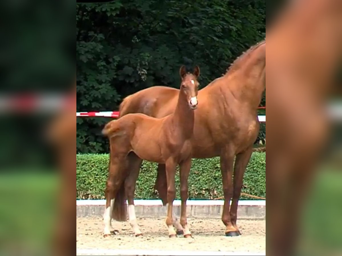Hannoveriano Semental Potro (01/2025) 170 cm Alazán-tostado in Toftlund