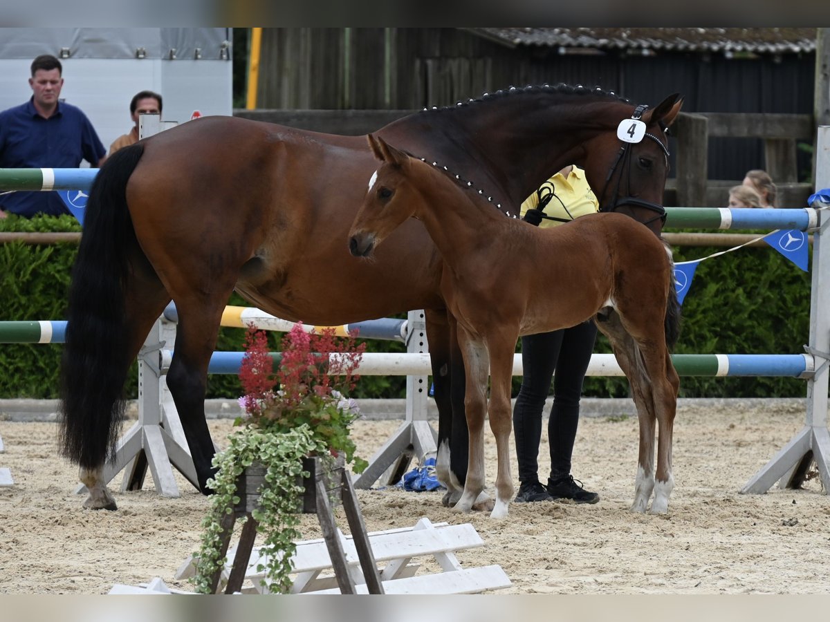 Hannoveriano Semental  170 cm Castaño in Wohltorf