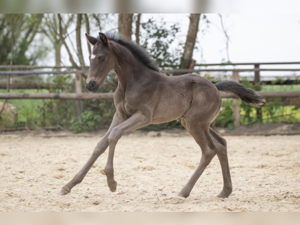 Hannoveriano Semental  170 cm Negro in Langen