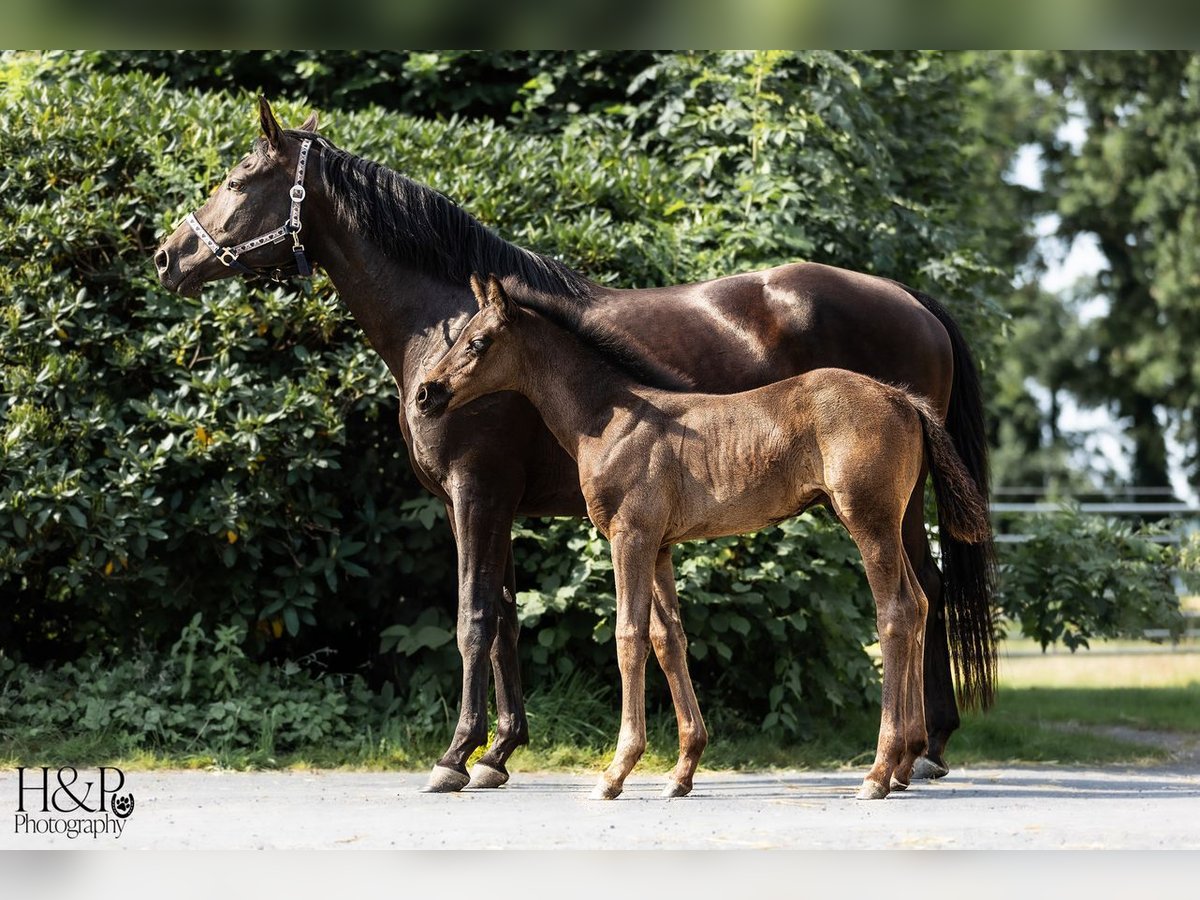 Hannoveriano Semental Potro (06/2024) 170 cm Negro in Otterndorf