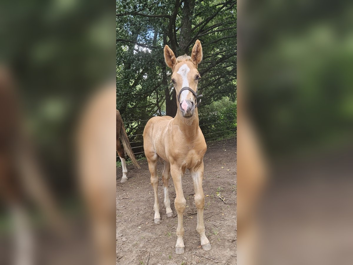 Hannoveriano Semental Potro (06/2025) 170 cm Palomino in Fulda