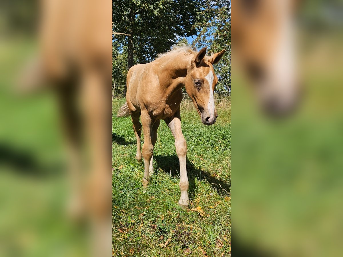 Hannoveriano Semental Potro (06/2025) 170 cm Palomino in Fulda