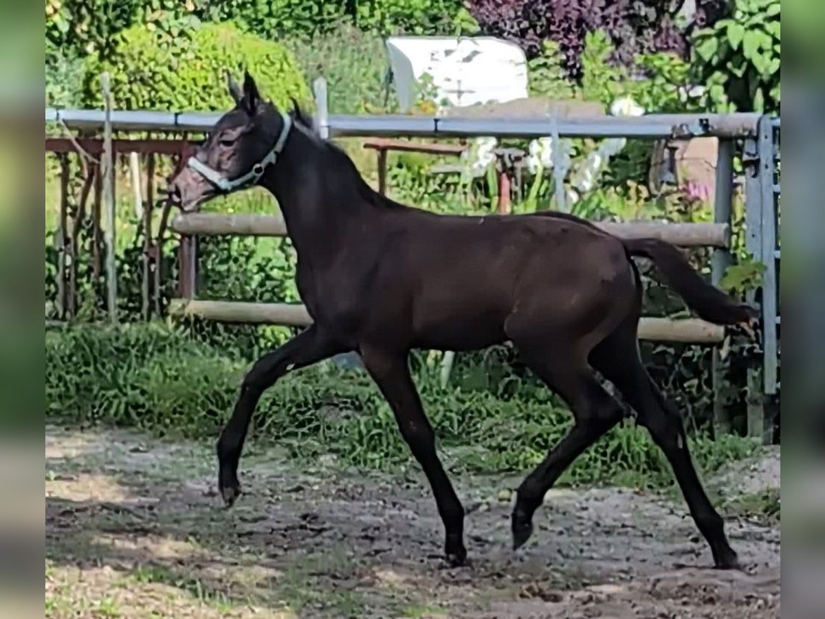 Hannoveriano Semental Potro (04/2024) 172 cm Negro in Rosengarten