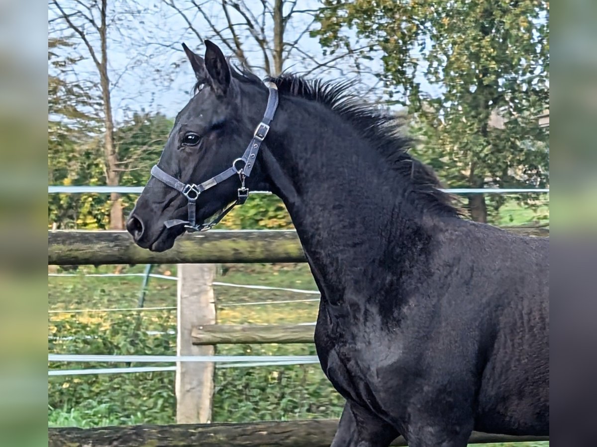 Hannoveriano Semental Potro (04/2024) 172 cm Negro in Rosengarten