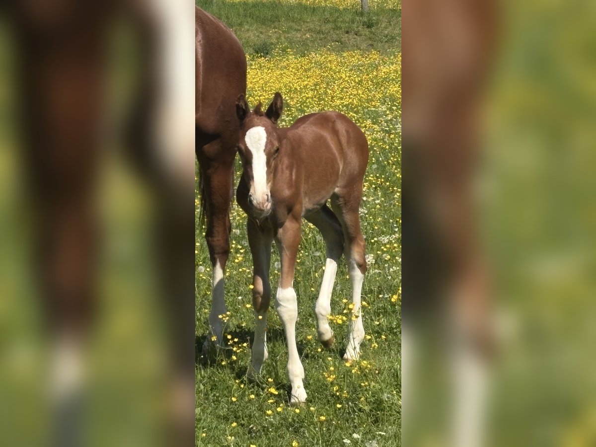 Hannoveriano Semental Potro (05/2025) Alazán in Balingen
