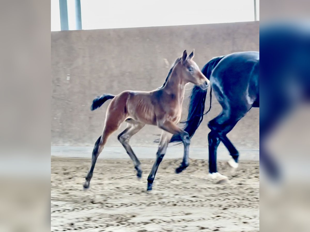 Hannoveriano Semental Potro (01/2025) Morcillo in Vechta