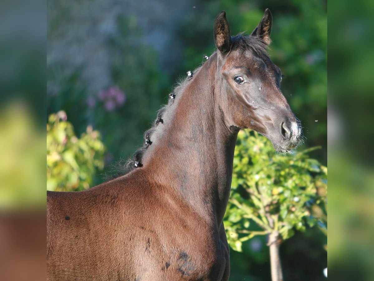 Hannoveriano Semental Potro (06/2024) Negro in Bad Bevensen