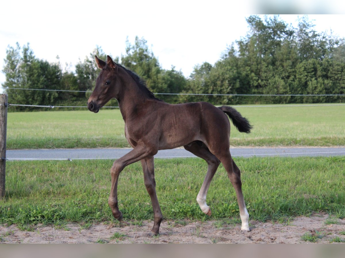 Hannoveriano Semental Potro (06/2025) Negro in Gl&#xFC;cksburg