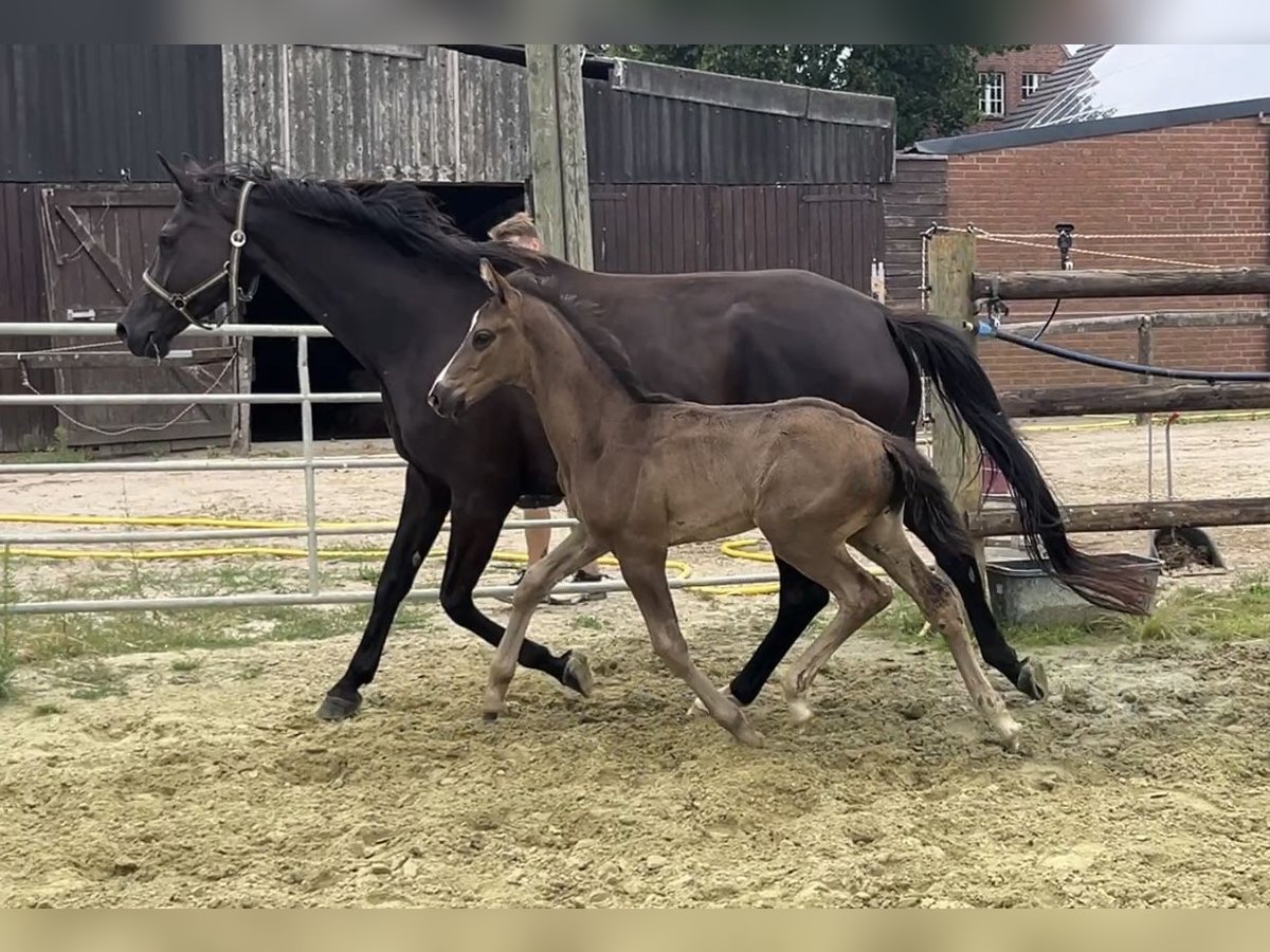 Hannoveriano Semental Potro (05/2025) Negro in Kevelaer