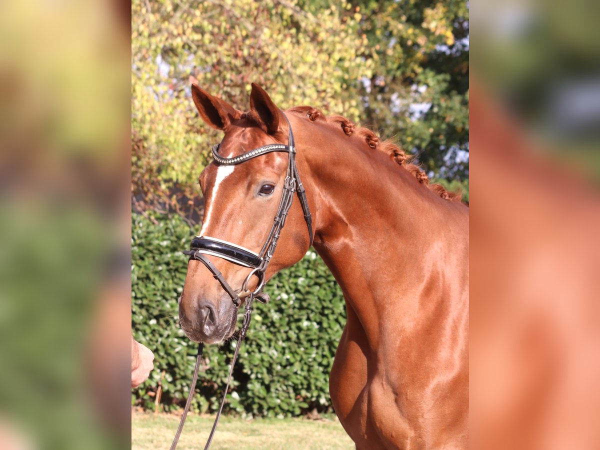 Hannoveriano Yegua 10 años 168 cm Alazán in Selsingen