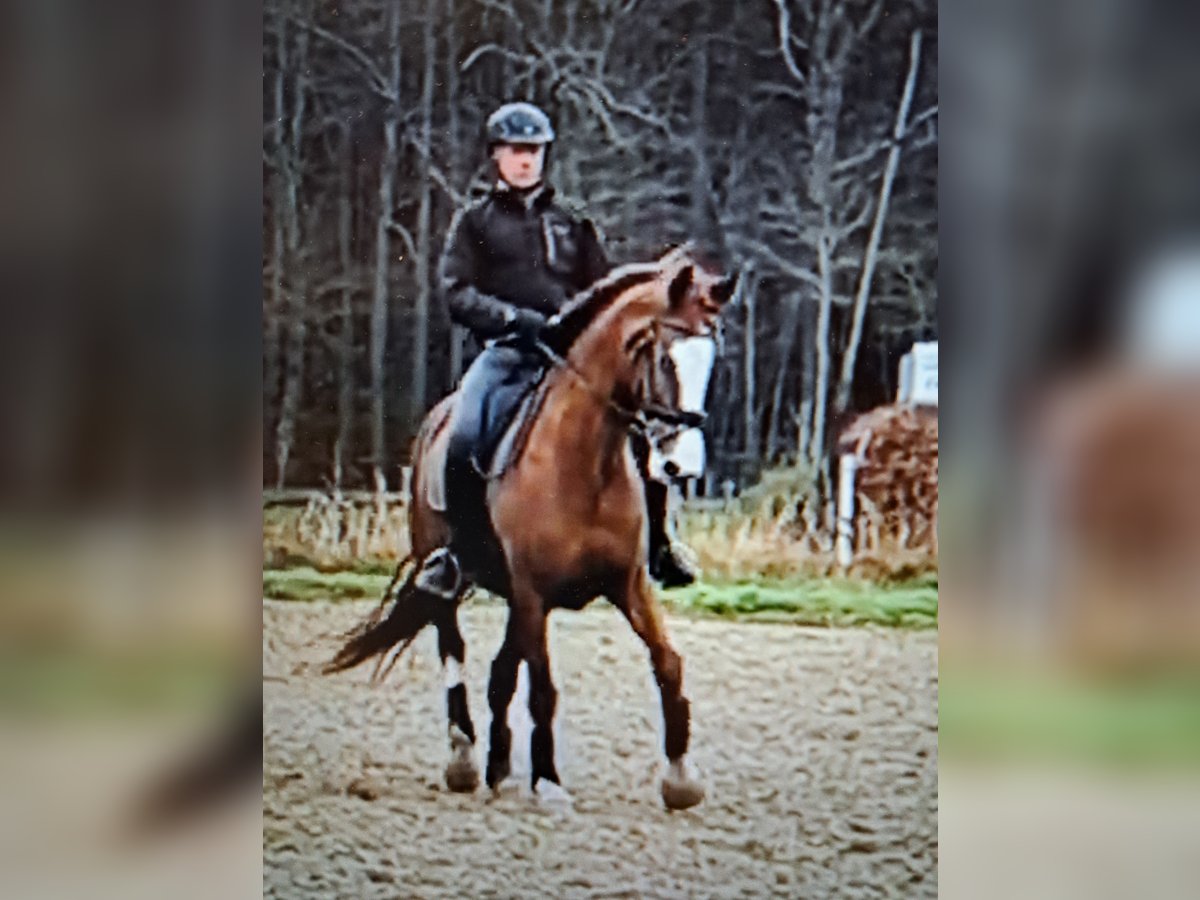 Hannoveriano Yegua 10 años 168 cm Alazán in Ruiselede