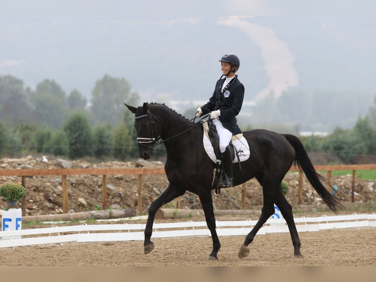 Hannoveriano Yegua 10 años 170 cm Castaño oscuro in Kavala