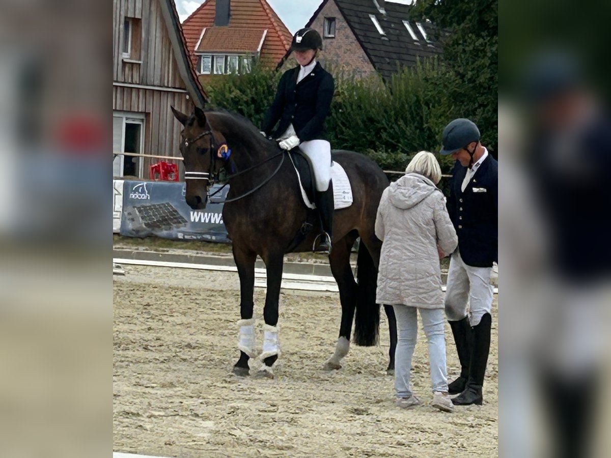 Hannoveriano Yegua 10 años 170 cm Castaño oscuro in HassendorfSottrum