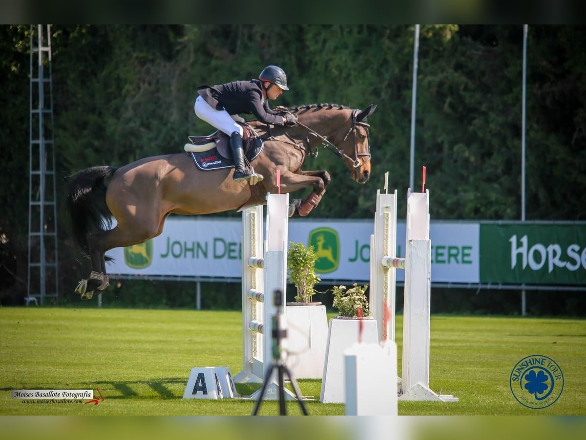 Hannoveriano Yegua 11 años 165 cm Castaño oscuro in Neuchâtel