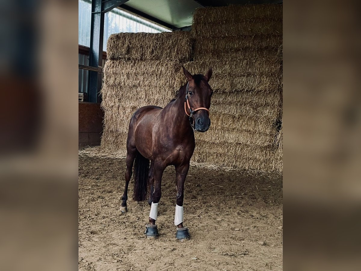 Hannoveriano Yegua 12 años 170 cm Alazán-tostado in Recklinghausen