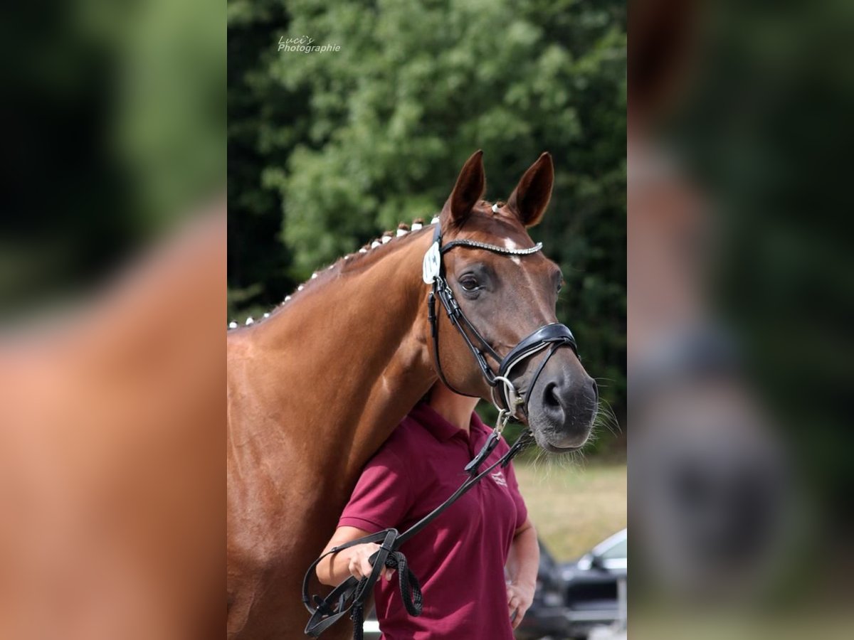 Hannoveriano Yegua 14 años 170 cm Alazán-tostado in Eilenburg