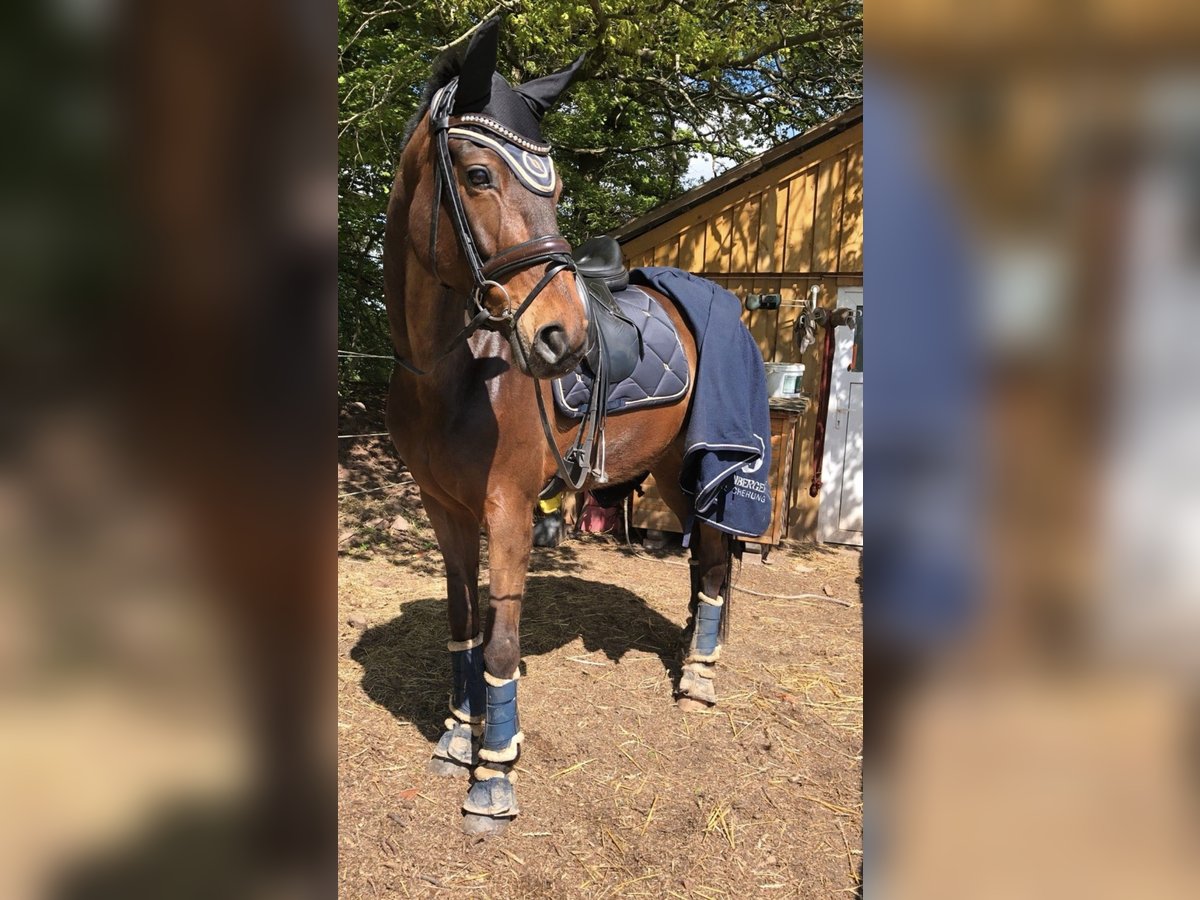 Hannoveriano Yegua 14 años 179 cm Castaño in DüsseldorfDüsseldorf Hannoveriano Yegua 14 años 179 cm Castaño in DüsseldorfDüsseldorf