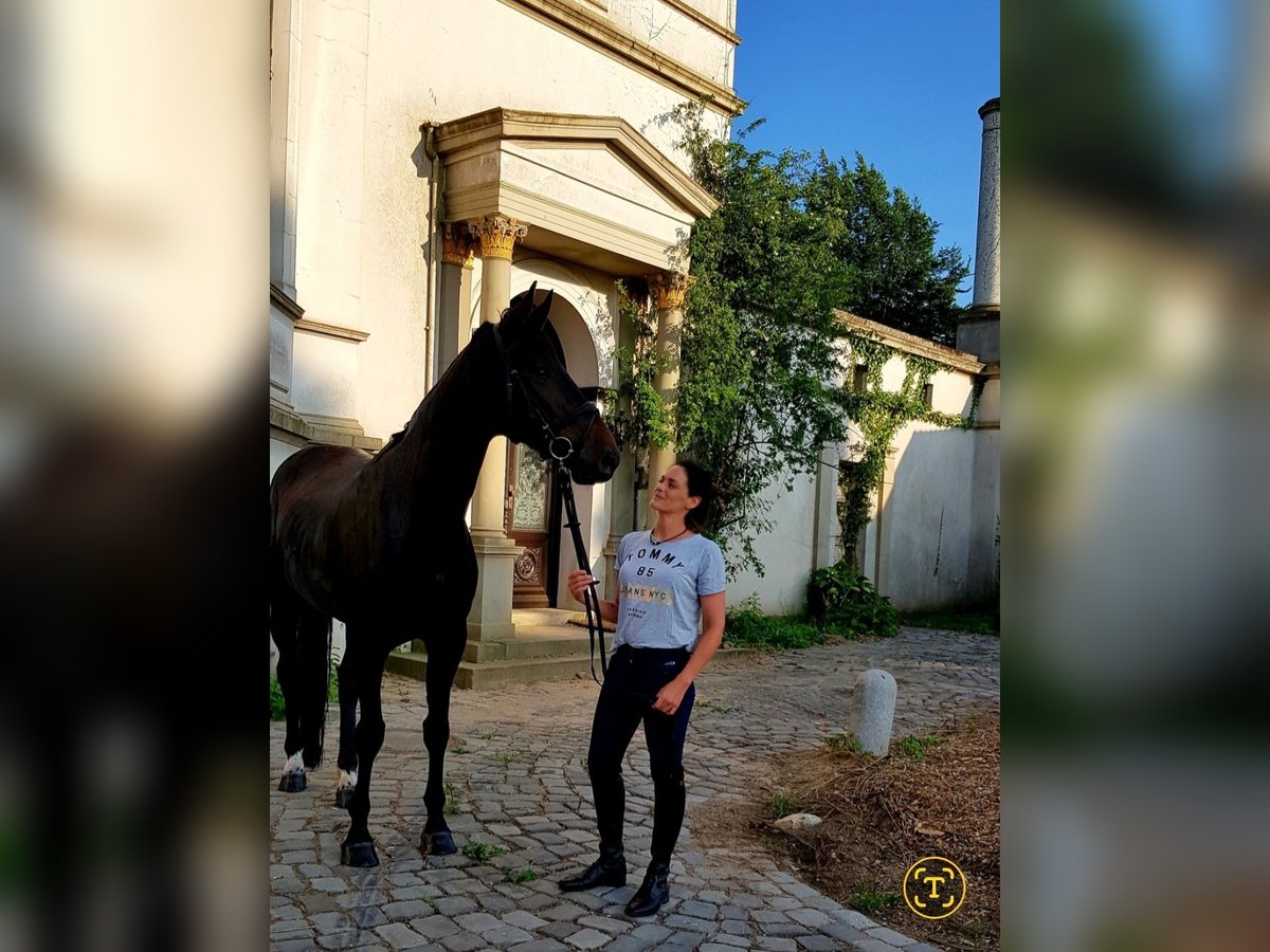 Hannoveriano Yegua 15 años 175 cm Castaño oscuro in Syke