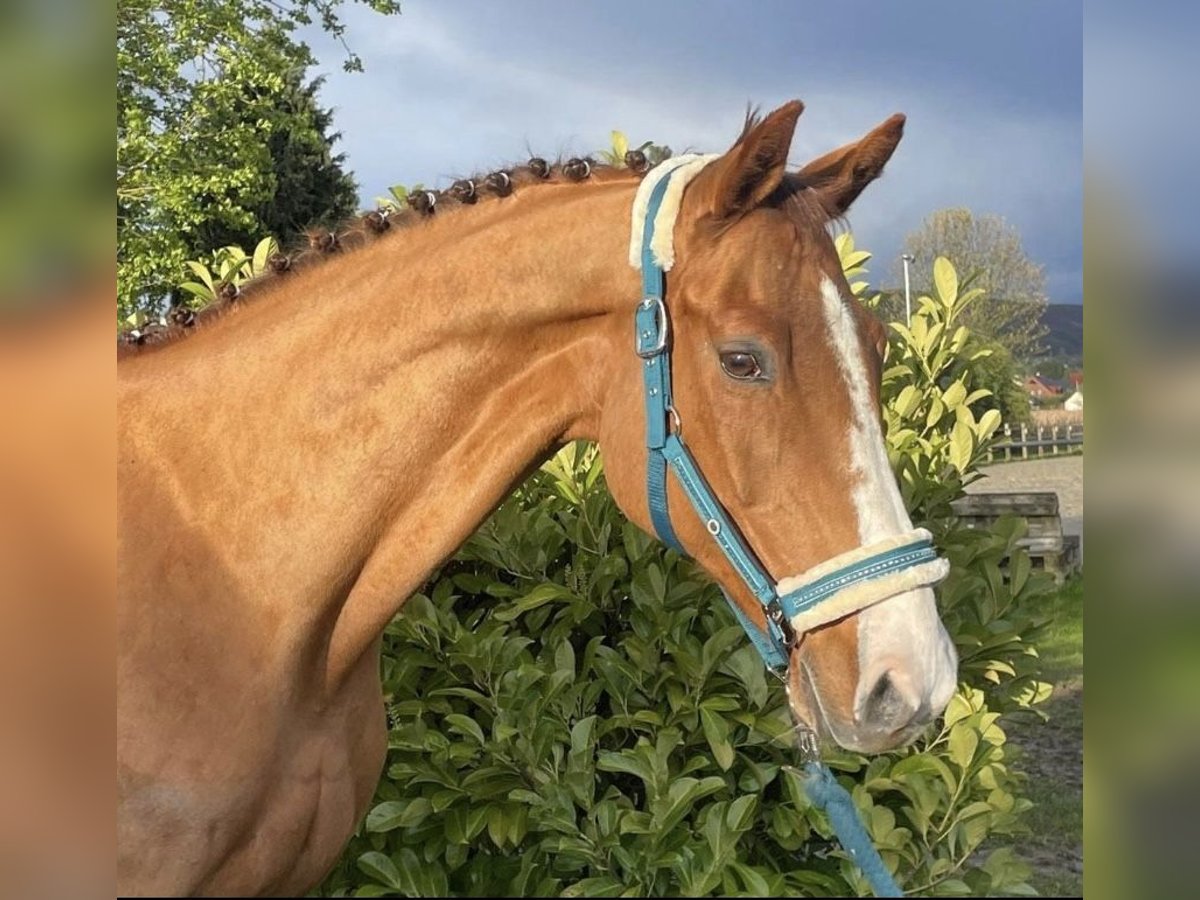 Hannoveriano Yegua 16 años 163 cm Alazán in Hüllhorst