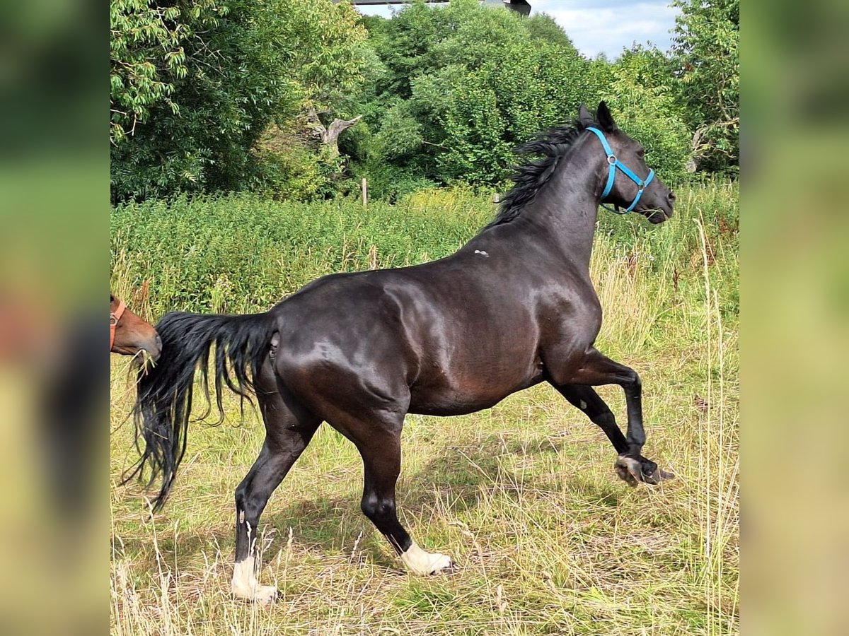Hannoveriano Yegua 17 años 164 cm Negro in M&#xF6;llendorfMansfeld
