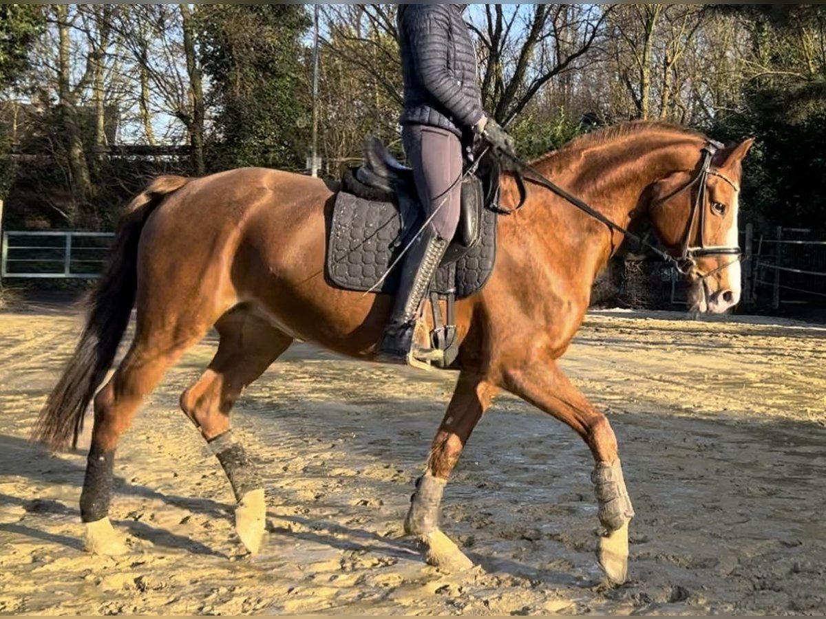 Hannoveriano Yegua 17 años 165 cm Alazán in Oberhausen