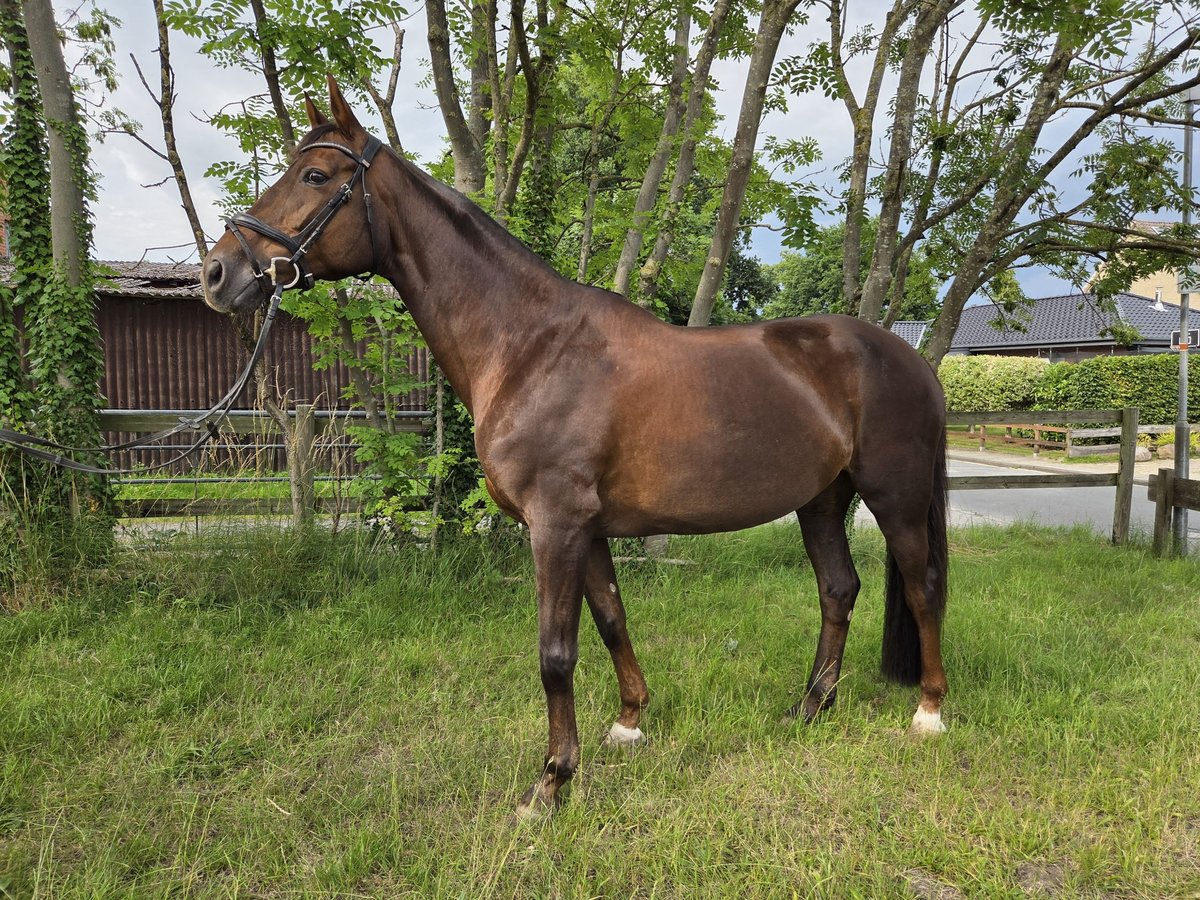Hannoveriano Yegua 18 años 167 cm Alazán-tostado in Loxstedt