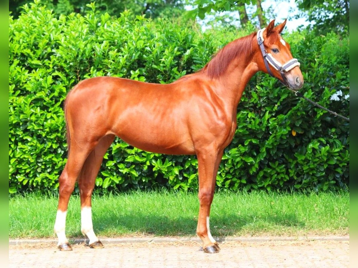 Hannoveriano Yegua 1 año 165 cm Alazán in Selsingen