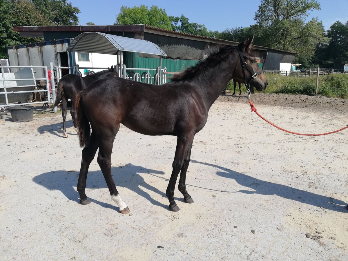 Hannoveriano Yegua 1 año 168 cm Morcillo in Oyten