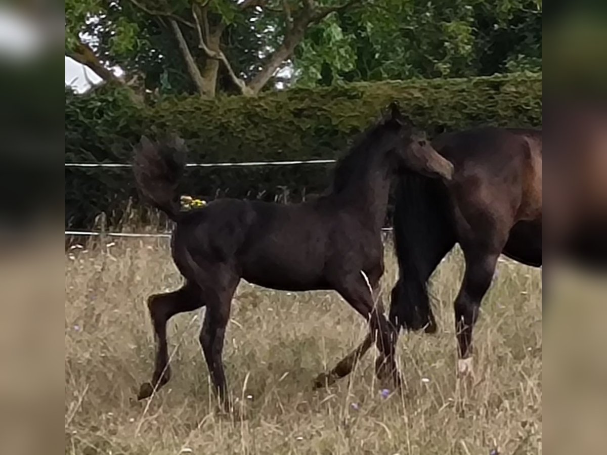 Hannoveriano Yegua 1 año 170 cm Morcillo in Mansfeld