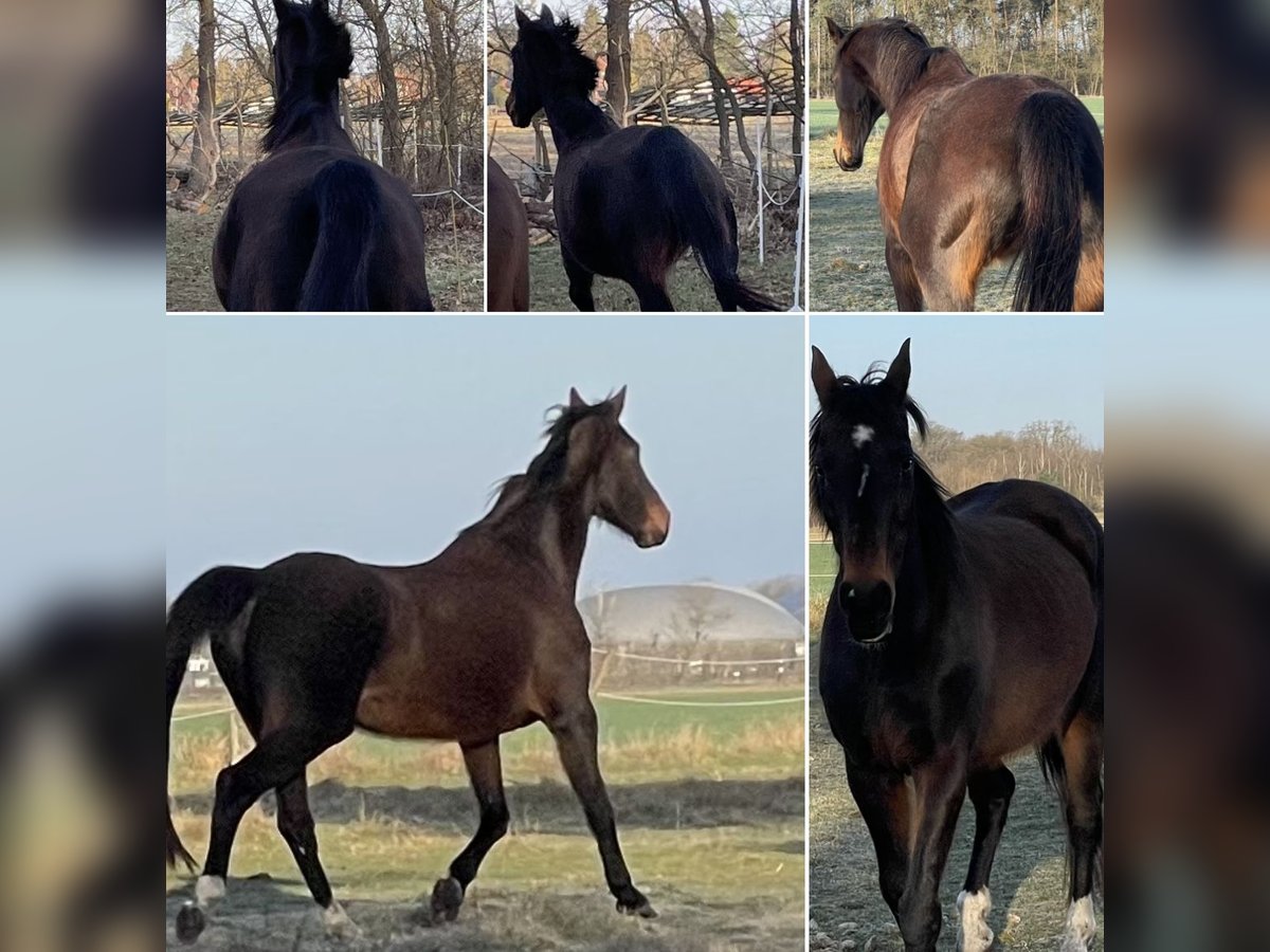 Hannoveriano Yegua 23 años 164 cm Castaño oscuro in Wedemark Hannoveriano Yegua 23 años 164 cm Castaño oscuro in Wedemark