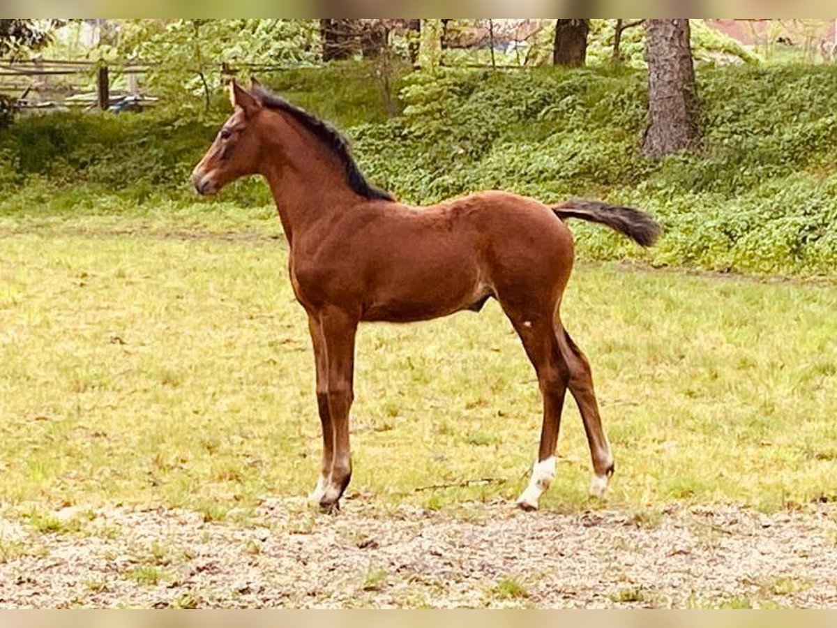 Hannoveriano Yegua 2 años 170 cm Castaño oscuro in Gersten